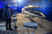 化石館展場展示