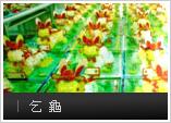 乞龜