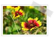 Gaillardia pulchella