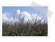 Climate and Ecology