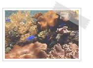 Ocean ecosystem