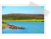 Ecology