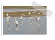 Birds ecosystem