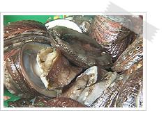Aquaculture Industry