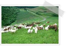 Animal husbandry