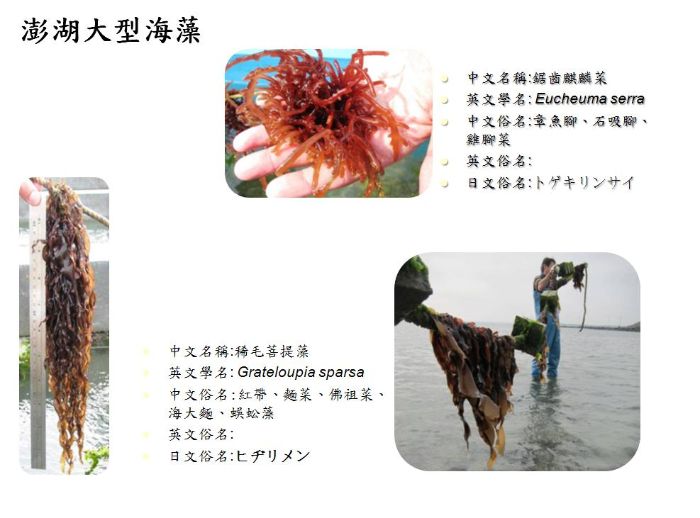 菩提藻及鋸齒麒麟藻