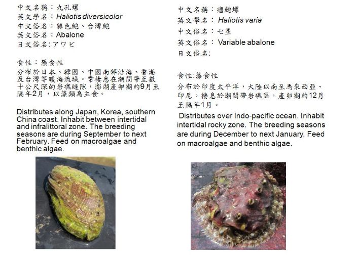 九孔螺及瘤鮑螺