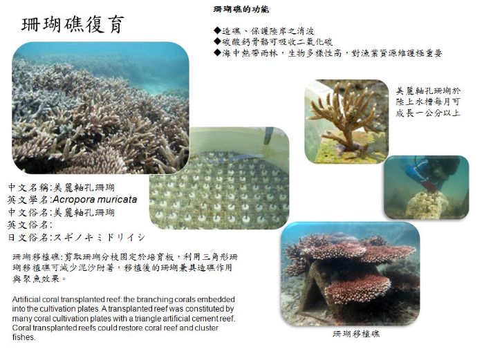 珊瑚礁