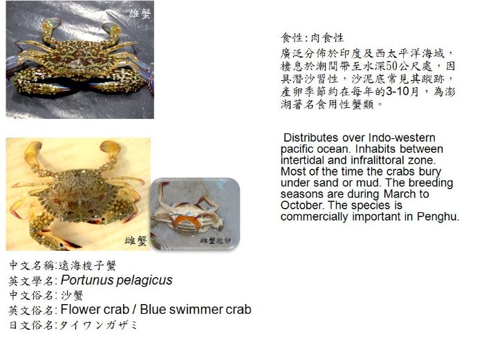 遠海梭子蟹