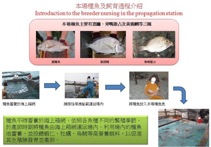 本場種魚及飼育過程介紹