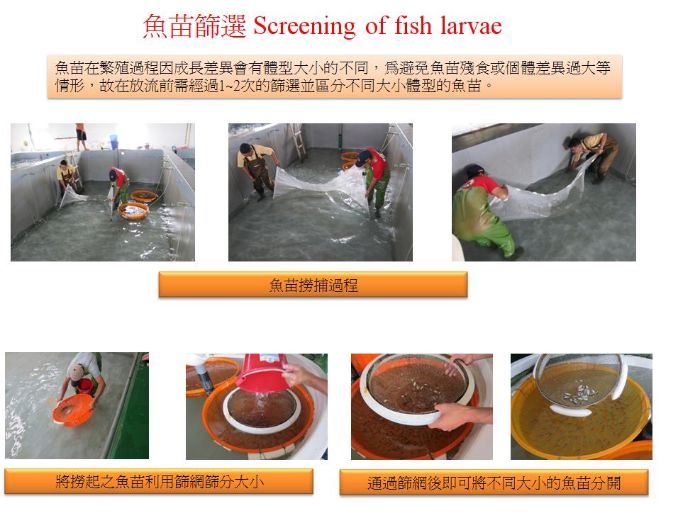 魚苗篩選