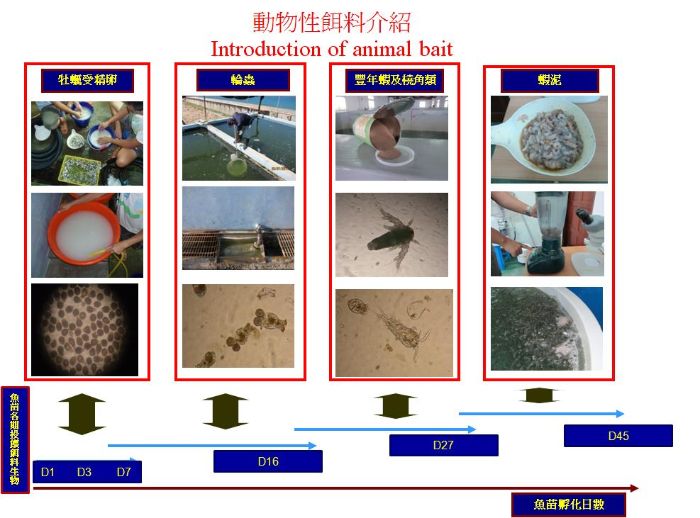 動物性餌料介紹