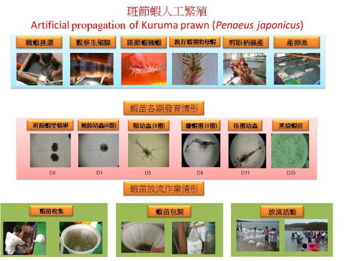 斑節蝦人工繁殖