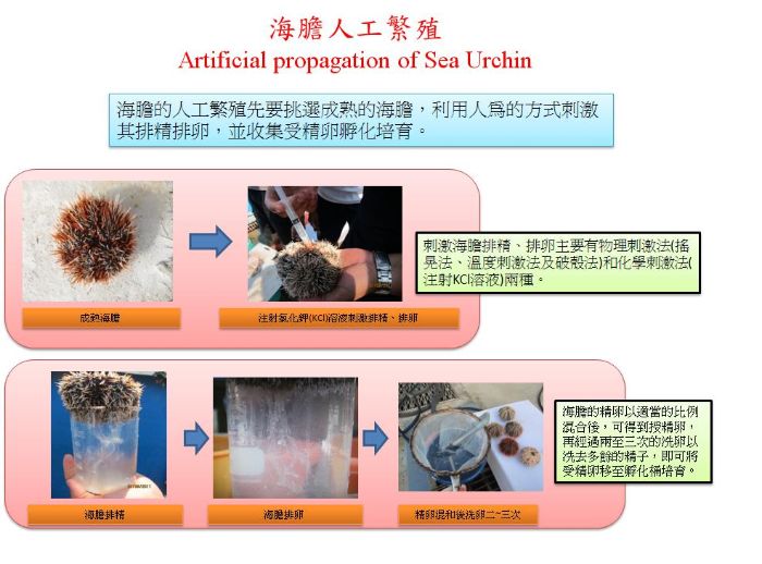 海膽人工繁殖