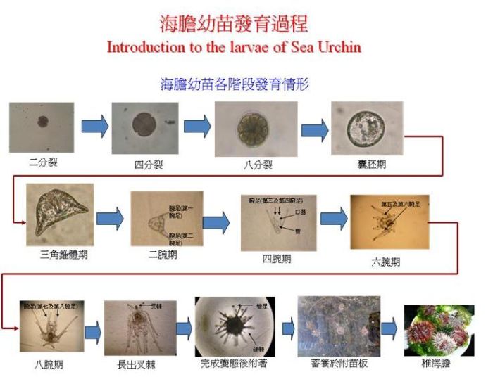 海膽幼苗發育過程