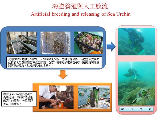 海膽養殖與人工放流