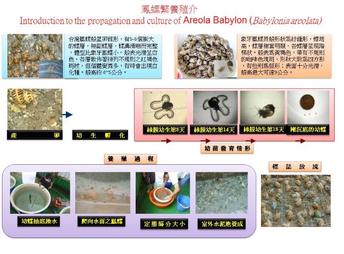 鳳螺養殖介紹