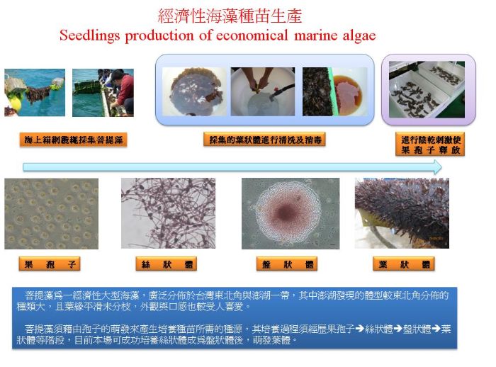 經濟性海藻種苗生產