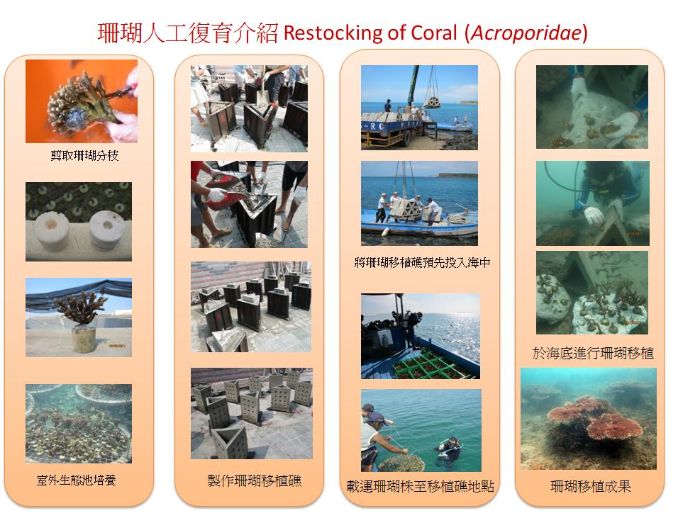 珊瑚人工復育