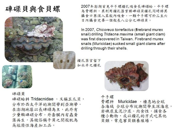 硨磲貝