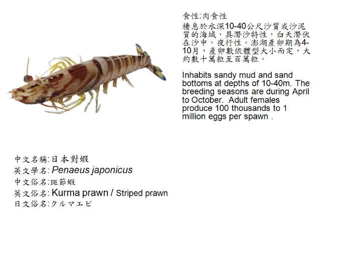 斑節蝦