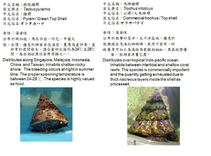 銀塔鐘螺及馬蹄鐘螺