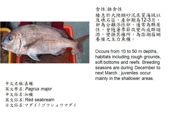 嘉鱲