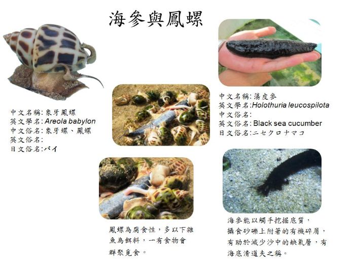 海參與鳳螺