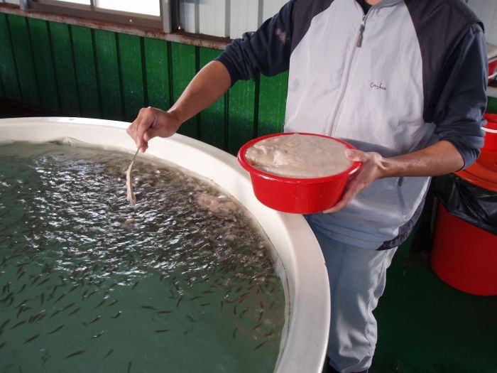 魚苗培育