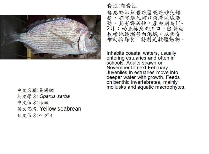 黃錫鯛