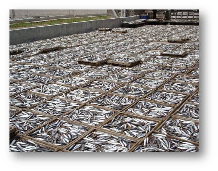 曬魚乾
